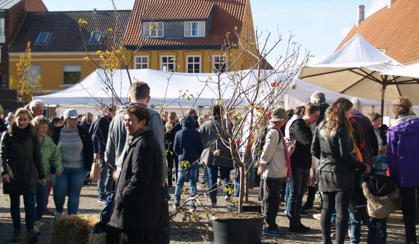 Æblernes Dag i Stege