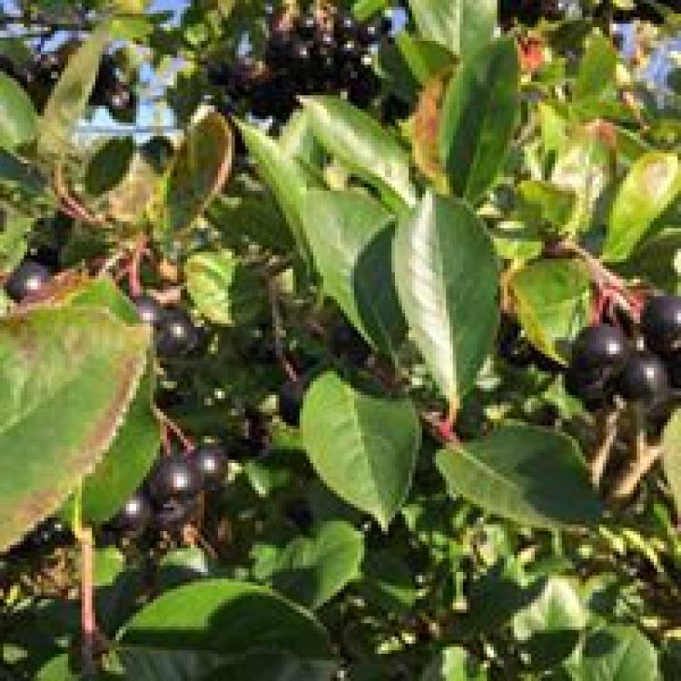 Aronia Melanocarpa