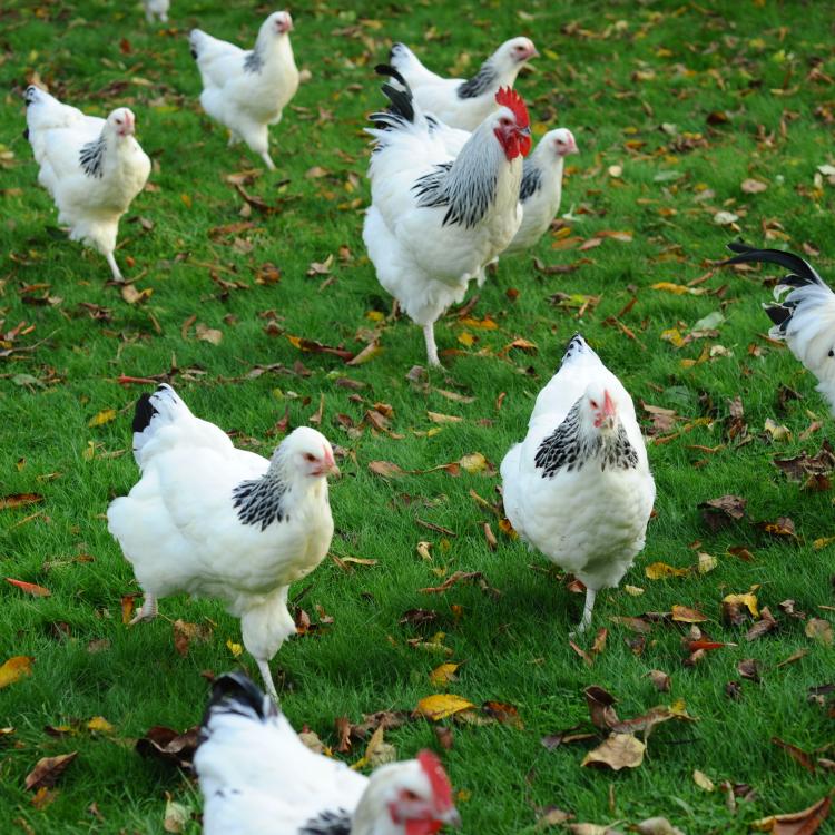 implicitte Uretfærdig velgørenhed Rugeæg og levedyr - høns og moskusænder | Kultivator