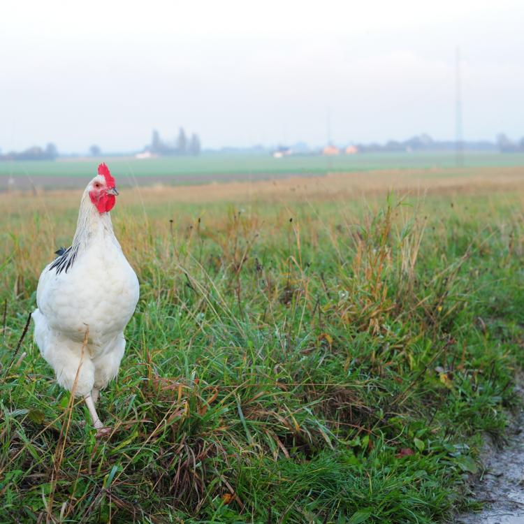 Hanekylling af racen Lys Sussex